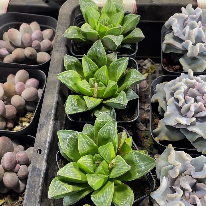 姬寿2.8带盆土发货