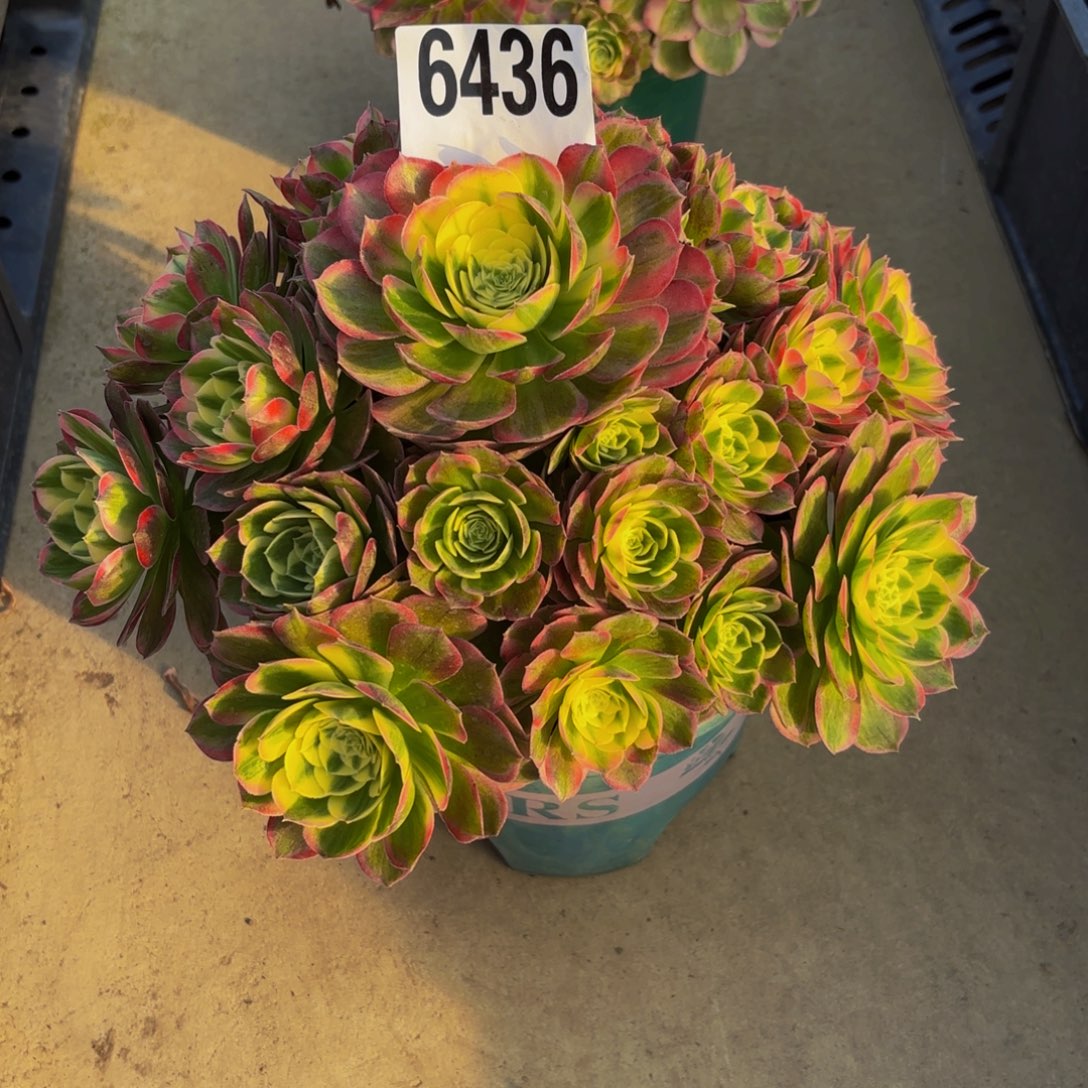 无花朵6436粉体海王111111