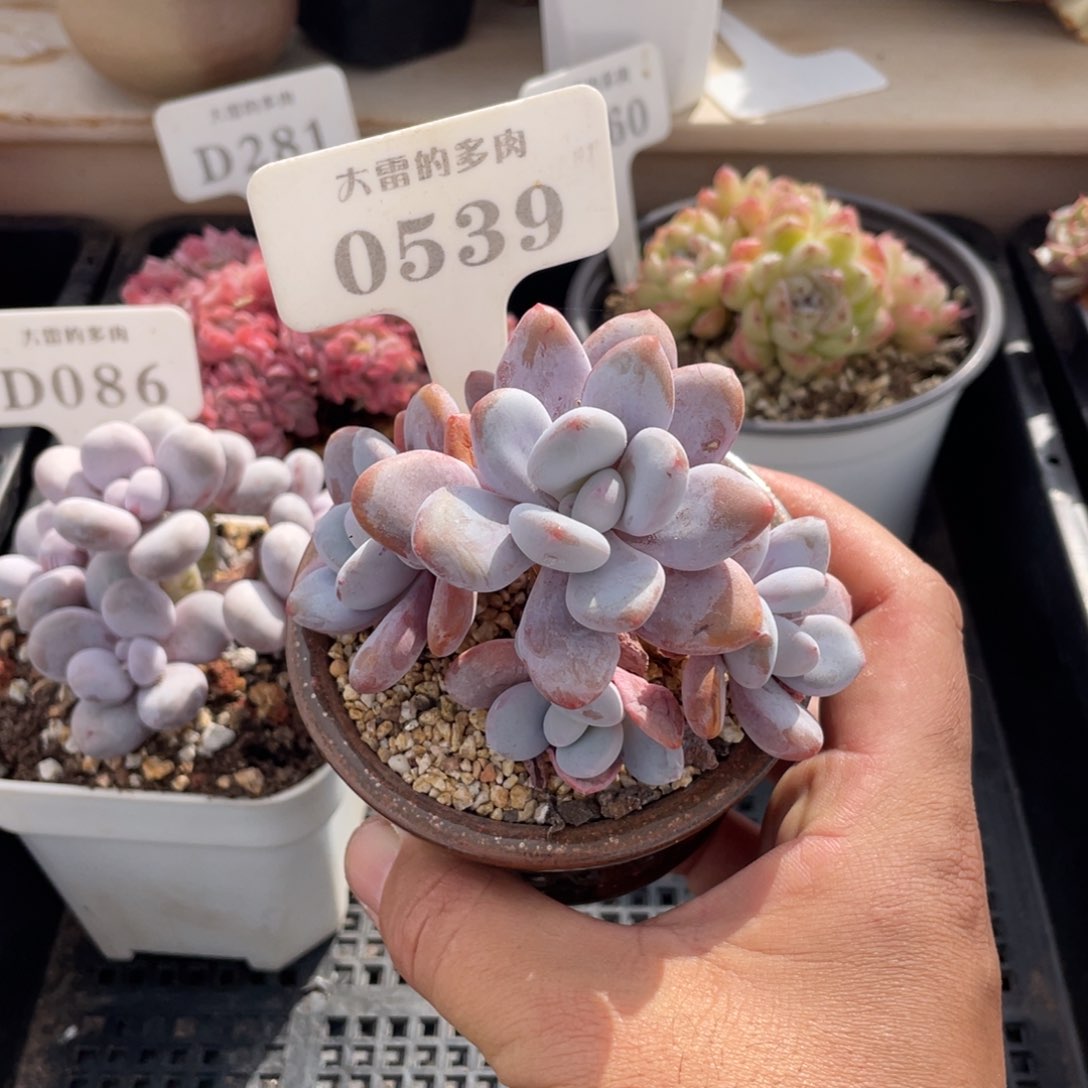 0539粉兔不带盆9厘米