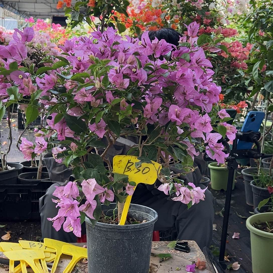 秋***雨大部分花苞少量开放B30赛佛理