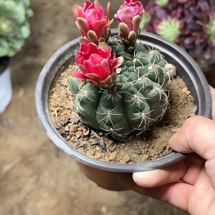 多肉植物翡花玉69