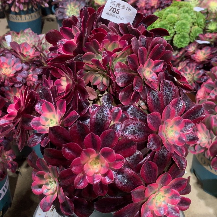 705美杜莎多肉植物