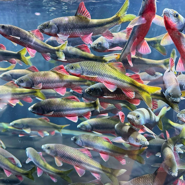 红腹溪石溪流野采原生鱼光唇鱼浙江发色公石斑冷水观赏鱼