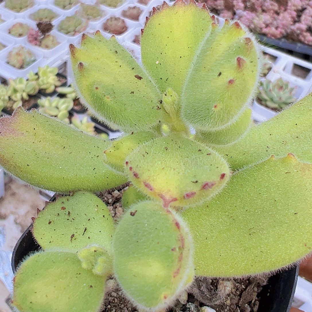 黄熊托土发货19包邮