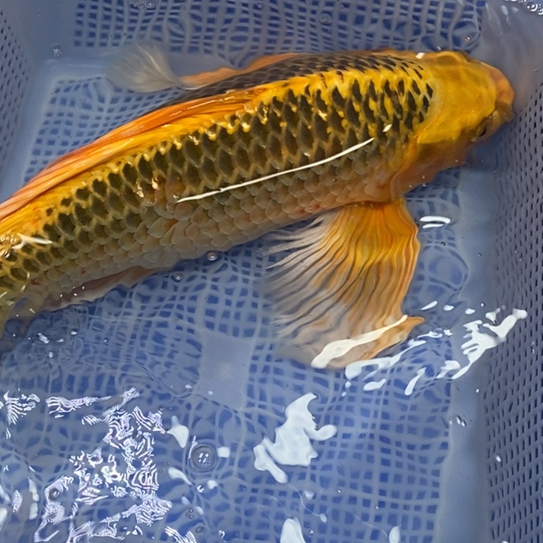 锦鲤锦鲤（无开箱视频不售后）