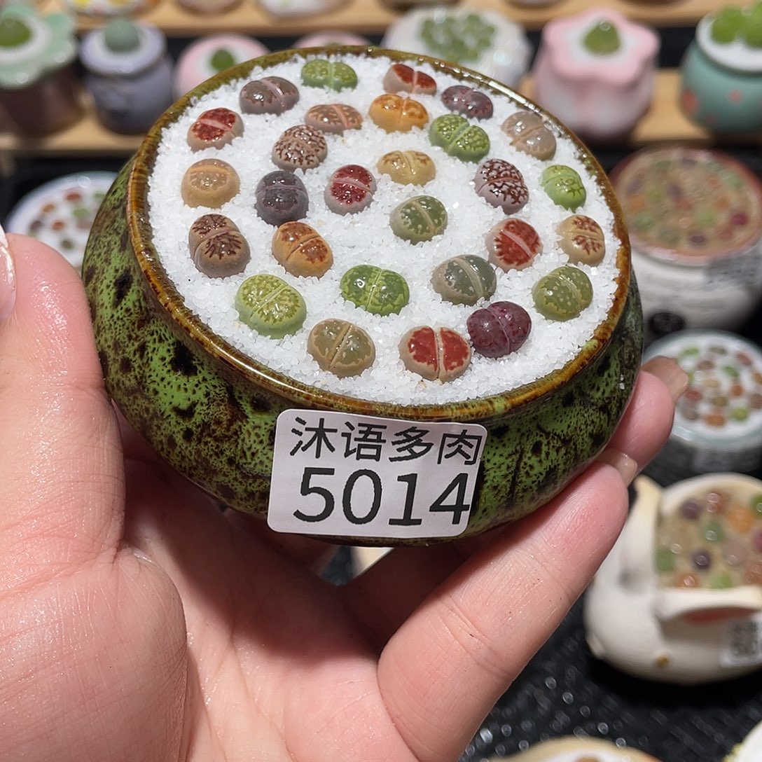 带盆土植物 一物一拍5014