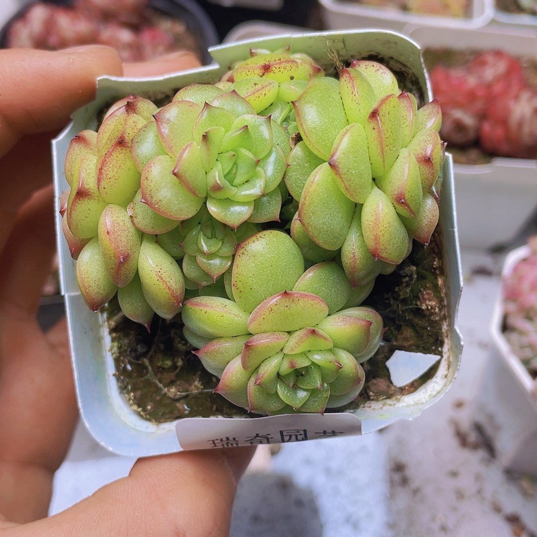 00000000000007量拍