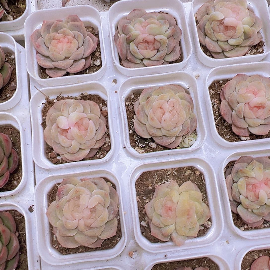 双眼皮良辰19包邮