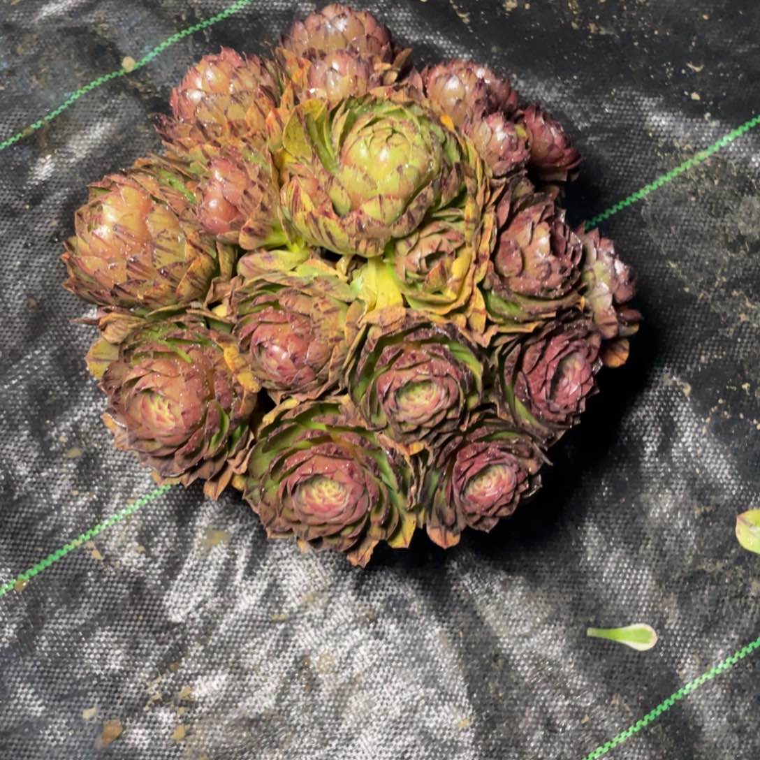 王啦啦啦啦啦啦啦啦啦啦