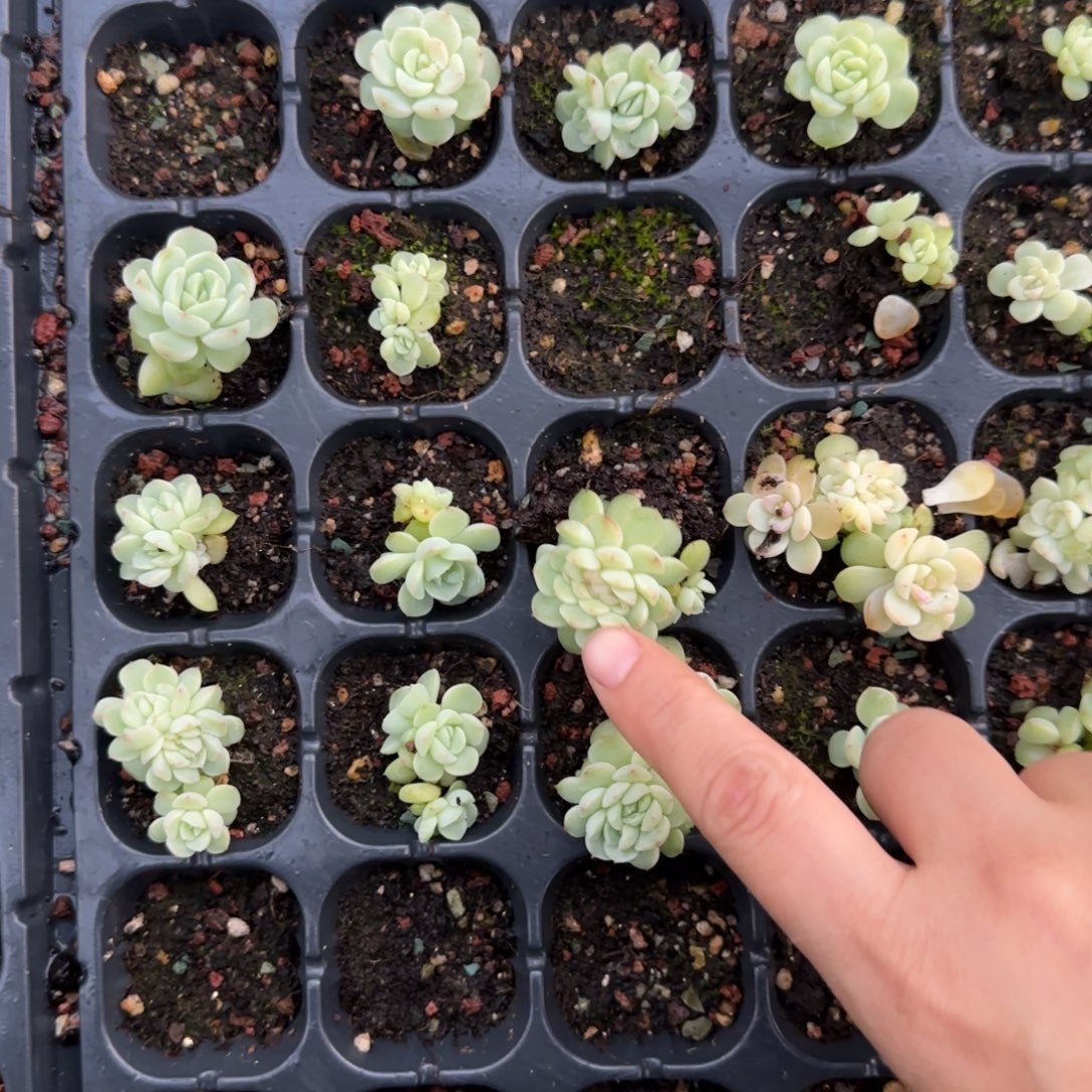 半***芒纸鸢疑似穴1个外棚满25包邮