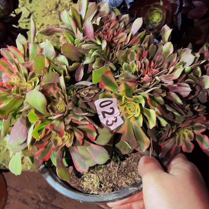 023香妃多肉植物处理不售后缀化