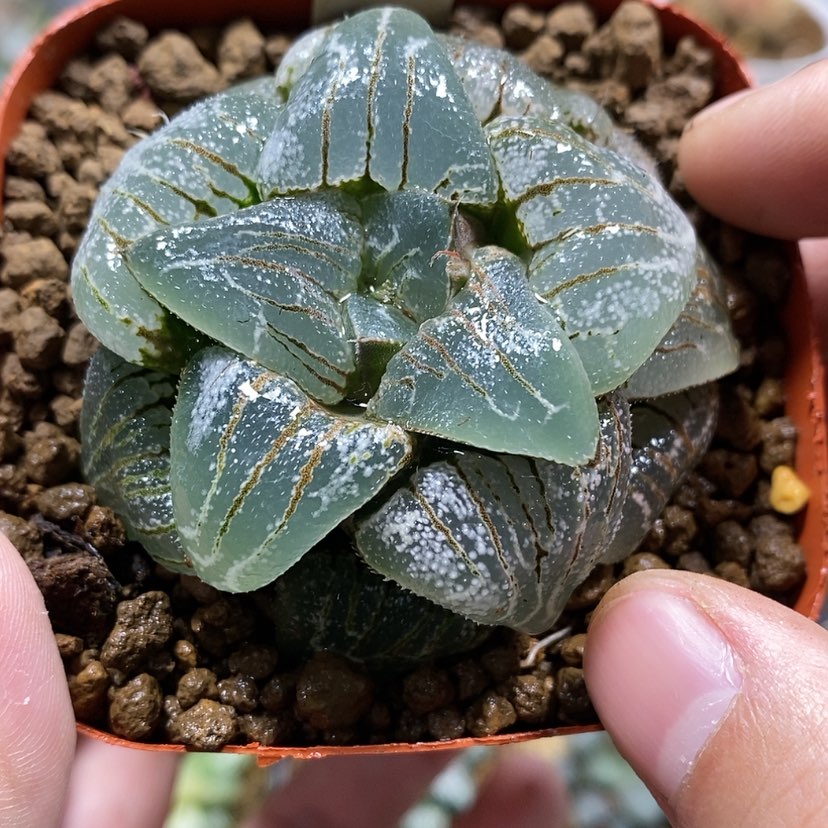 【闪购商品】27云遮月