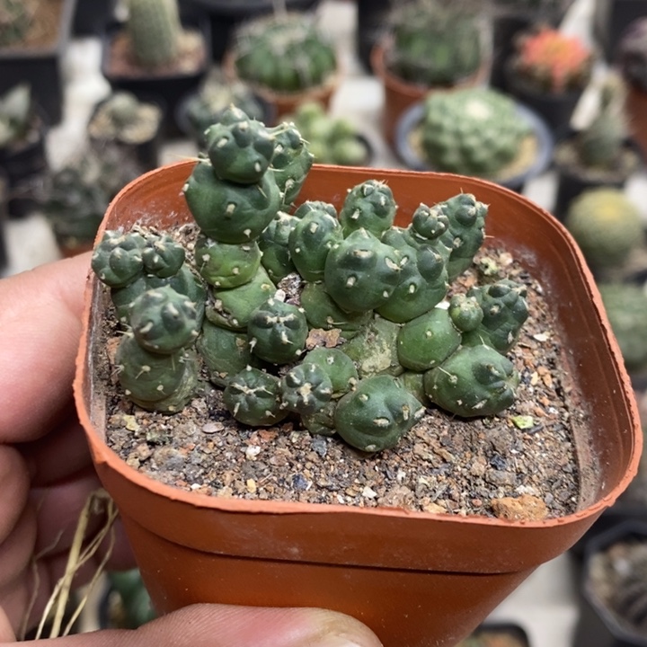 骑兵团扇特价福利