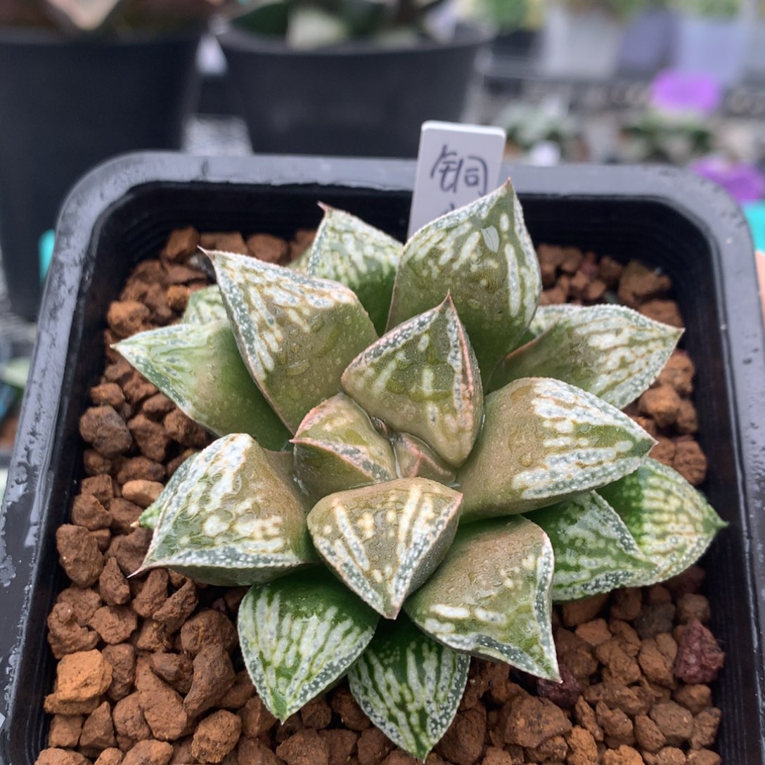 铜雀台一物一拍带盆