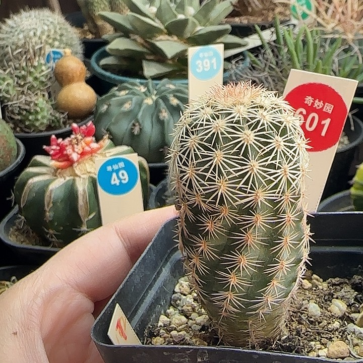 实生皇冠虾3.3cm一颗星