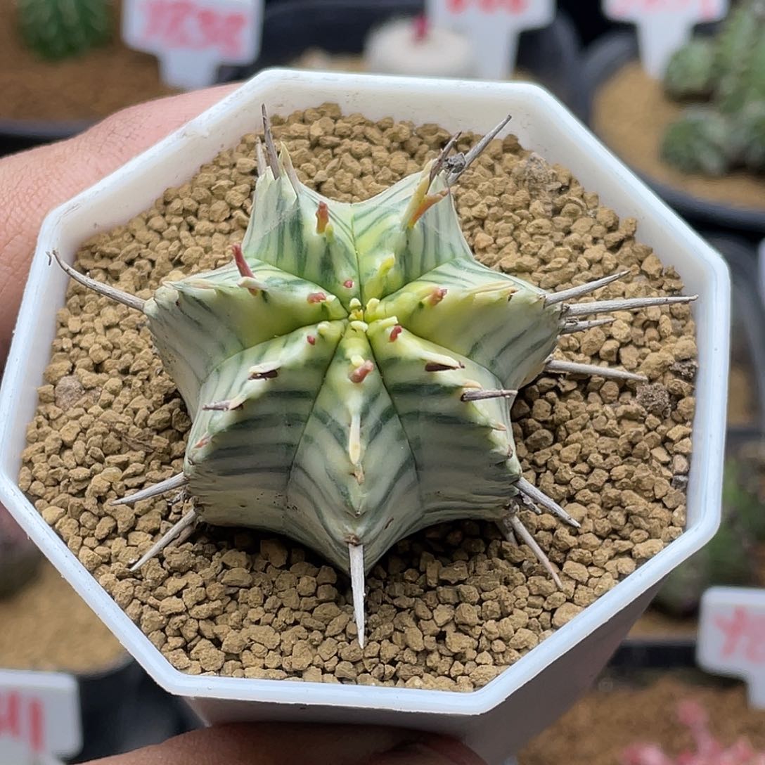 果*儿粉丝专拍仙人球多肉斑马大戟