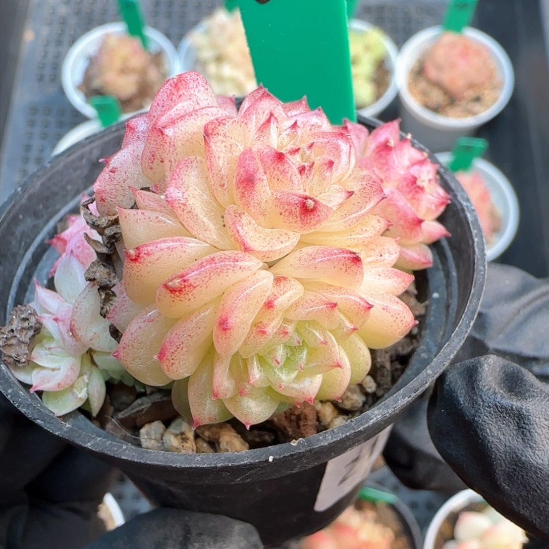 32   麦秆不包整  h