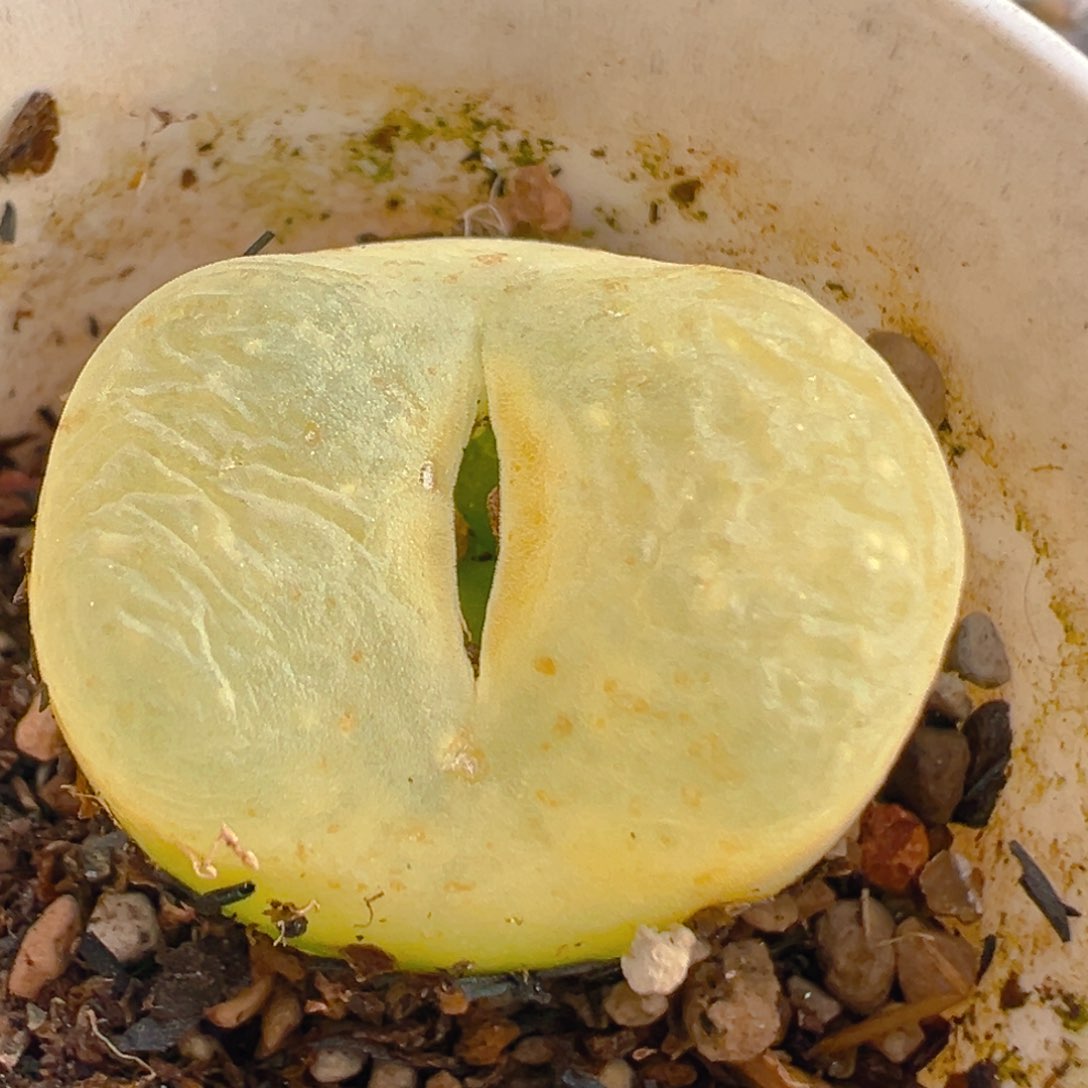 73多肉植物百科知识