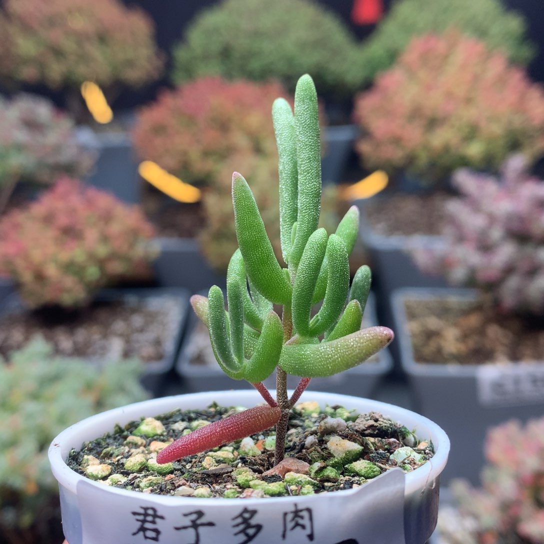 c188香蕉枝干番杏