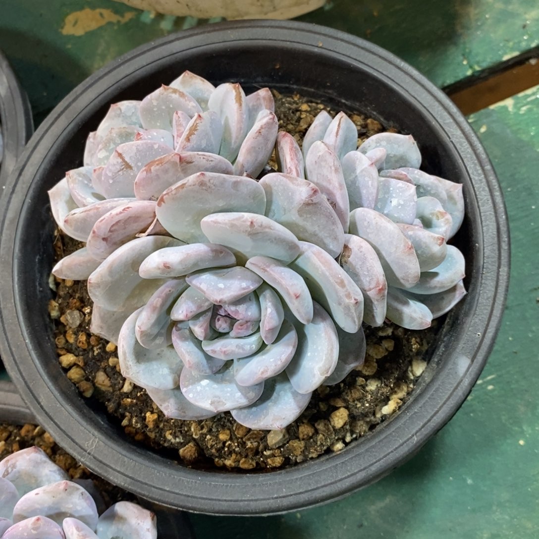 自然资源丰富等优势资源的开发