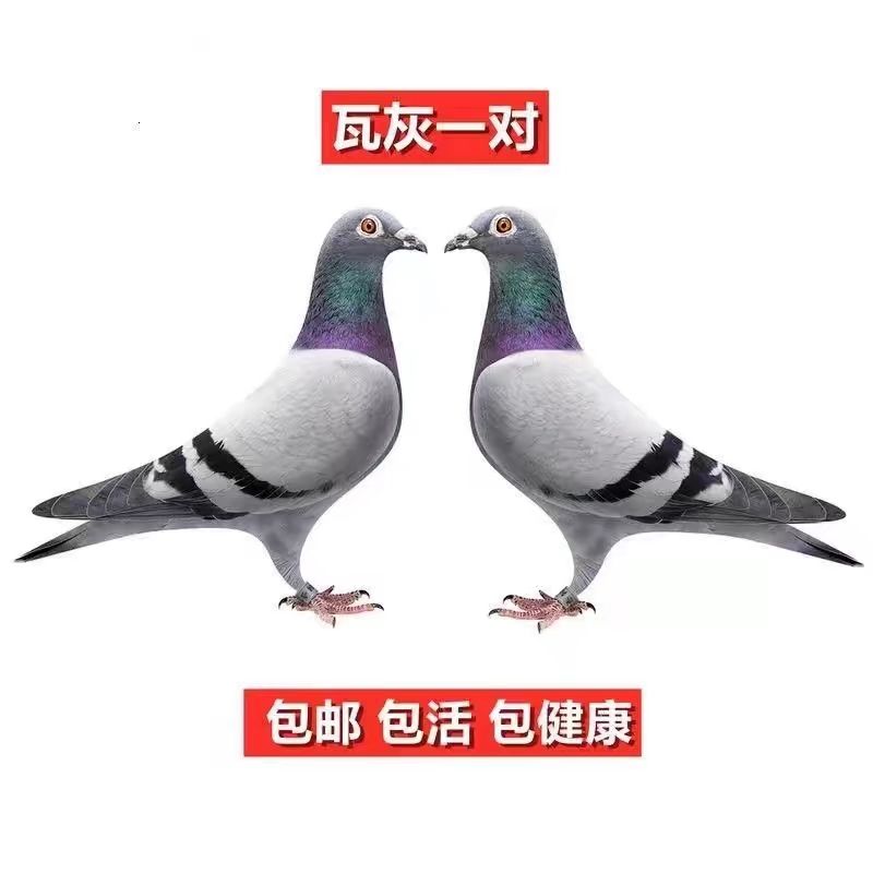 欧洲信鸽原舍赛鸽成绩鸽比利时原环保真正品