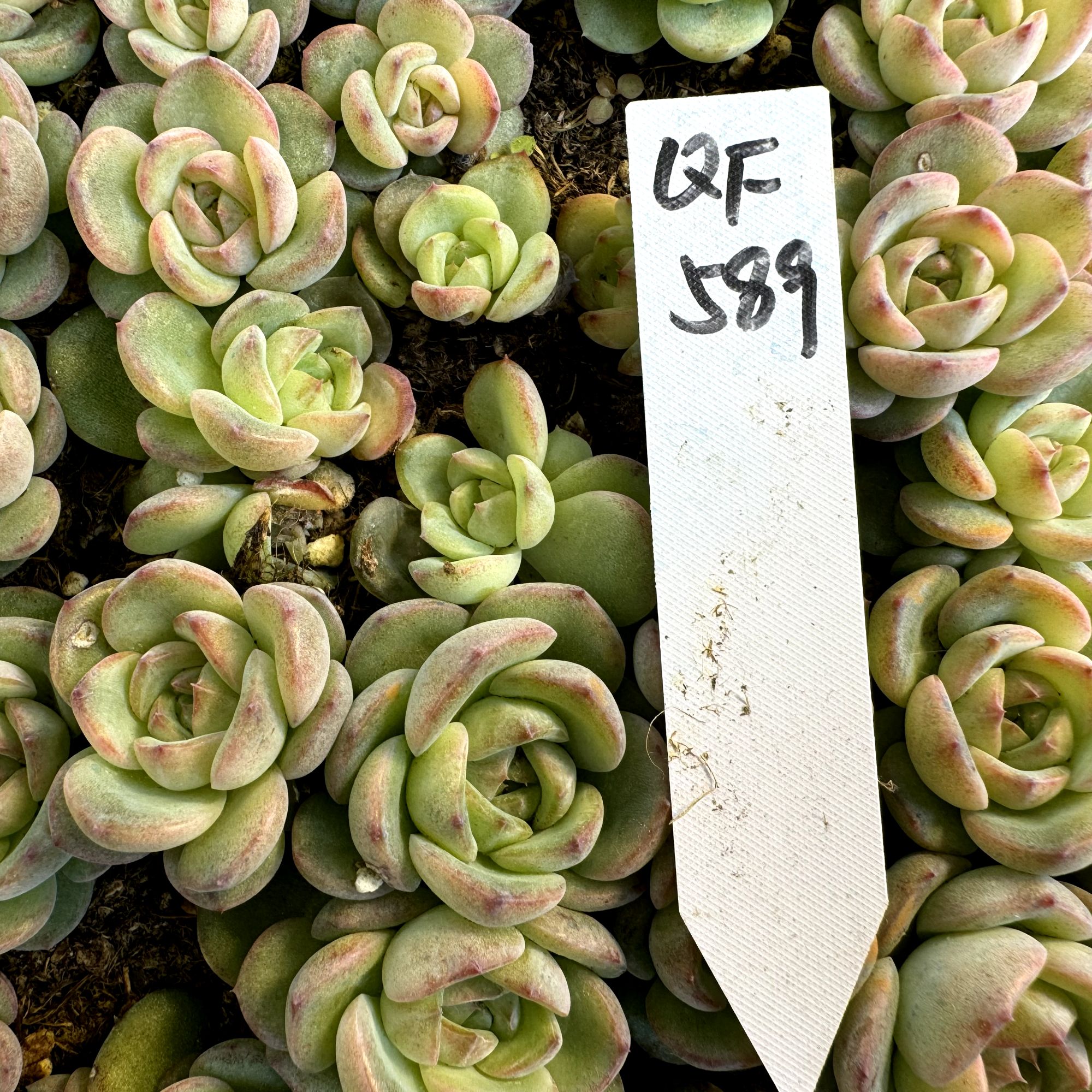 贵货精品多肉一整盒（QF 589）