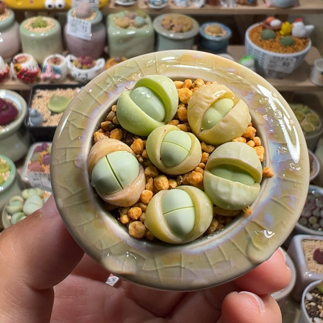 多肉植物68号元宝