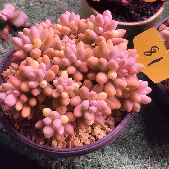 粉峦81号码牌子的话题了