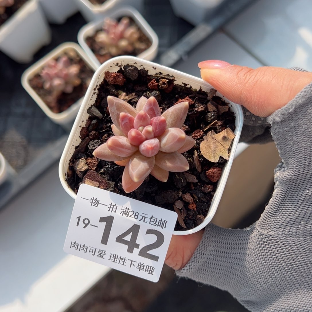 乌拉克拉多肉多肉多肉多肉多肉