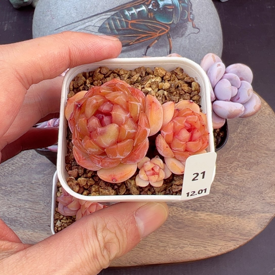 红恋21、哈哈哈哈哈