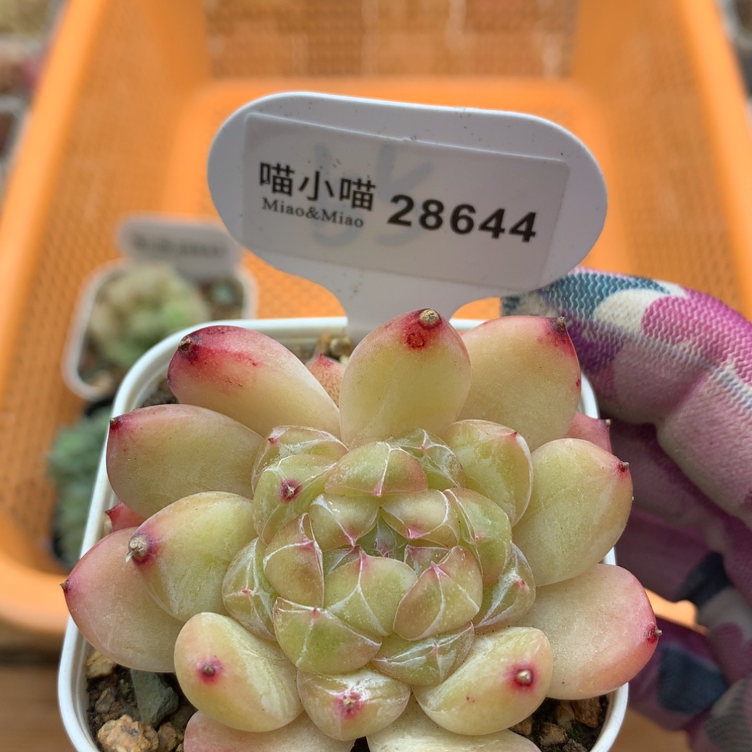 多肉植物砖石珍妮