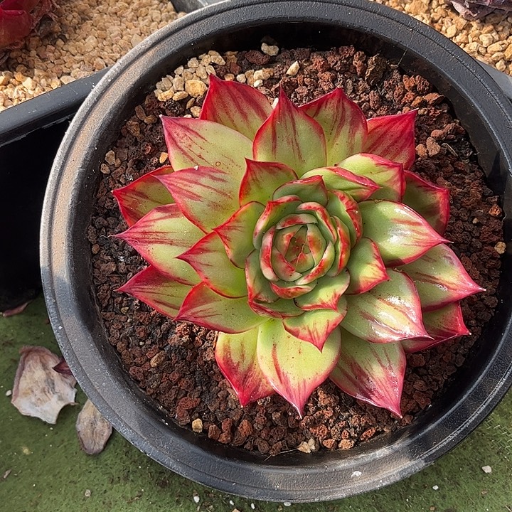 惊鸿仙子多肉植物9807