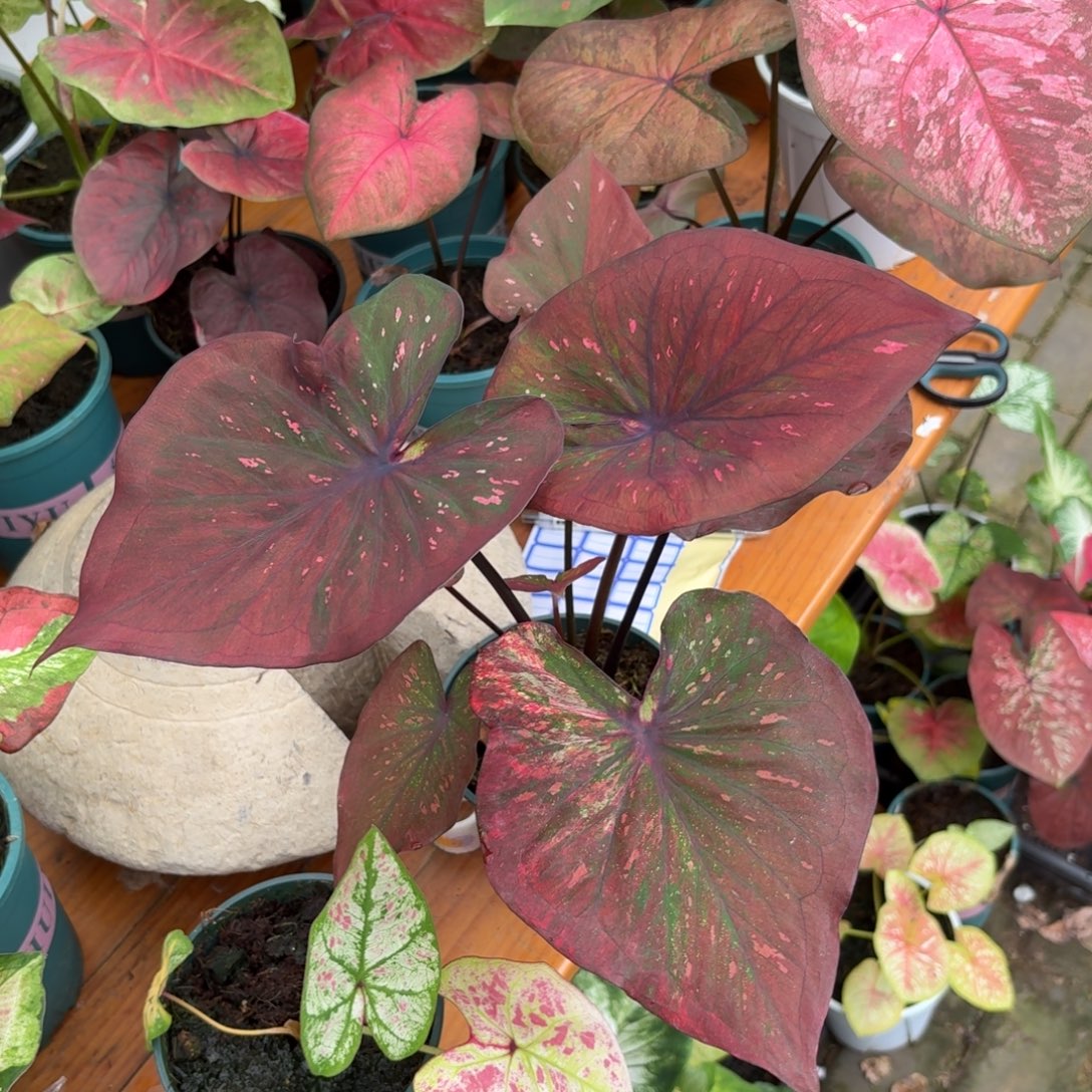 泰国彩叶芋196-0928