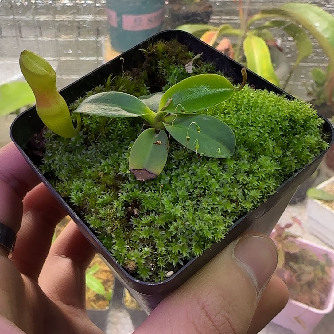 无花朵专拍红风铃