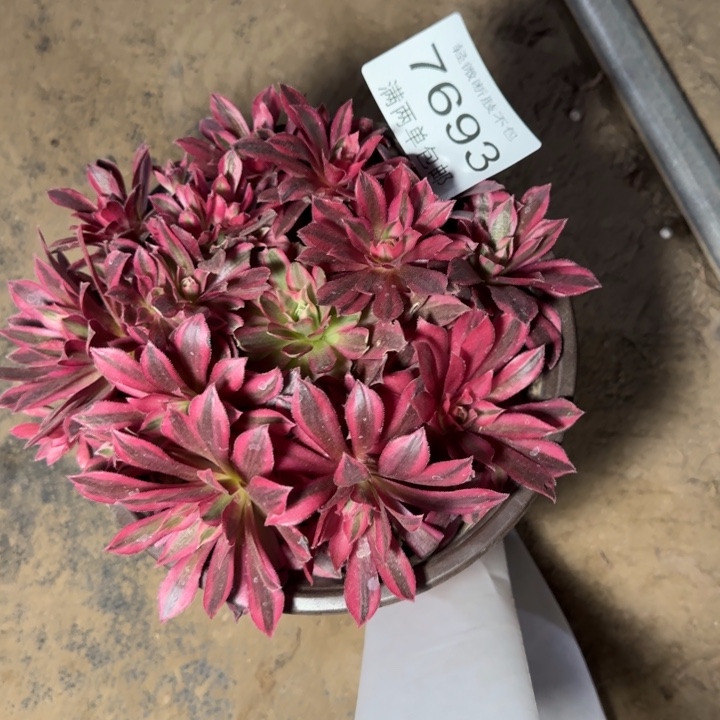 7693凤凰多肉植物