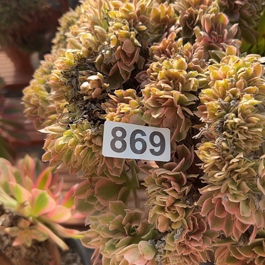 用***2多肉植物一个女神869