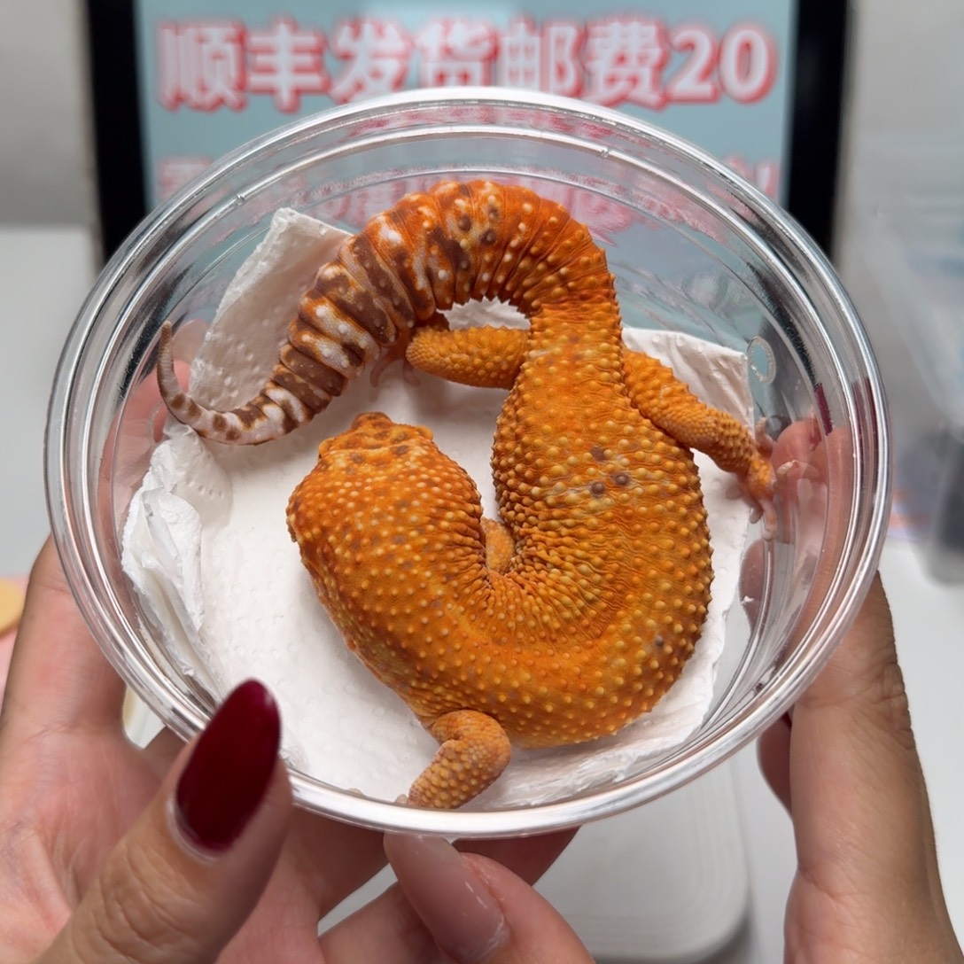 豹纹守宫橘化暴龙弟弟