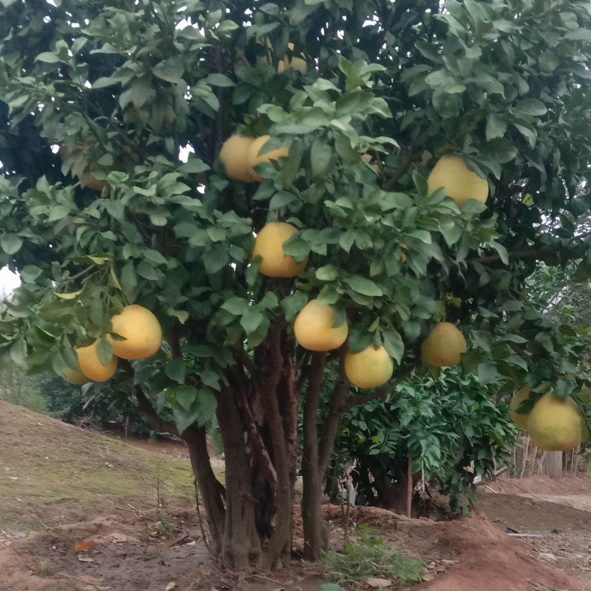 红心柚子庭院造型树 盆景树  别墅大型地景树 绿植植物园林
