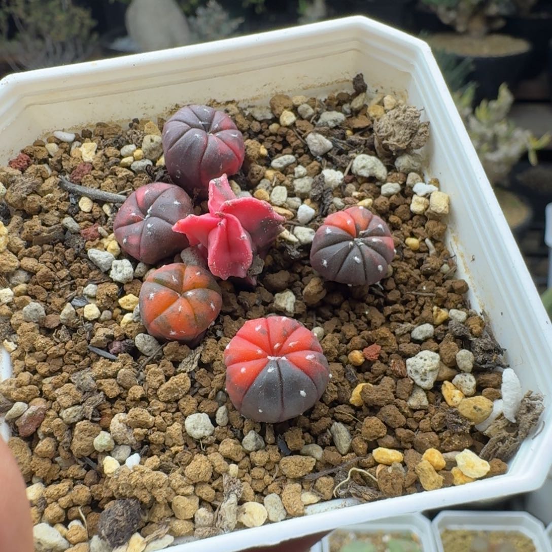 兜锦加鸾凤玉锦多肉。         