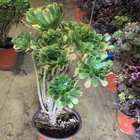 原始绿多肉植物法师23号