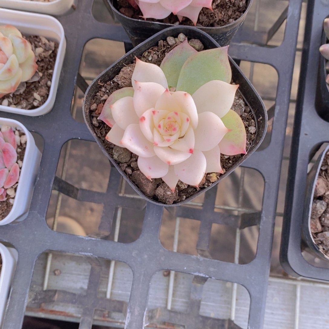 18-19-娃娃锦福利一个