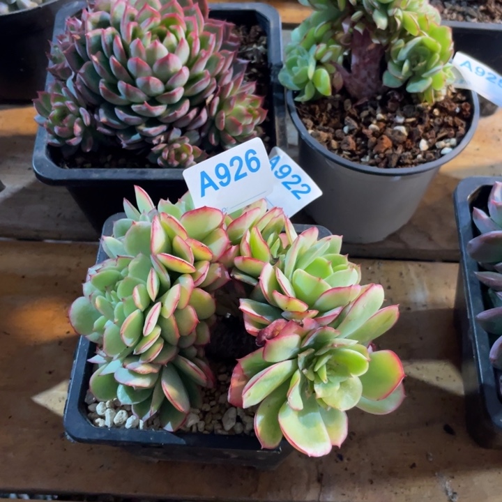 哈哈哈哈哈哈哈哈哈926