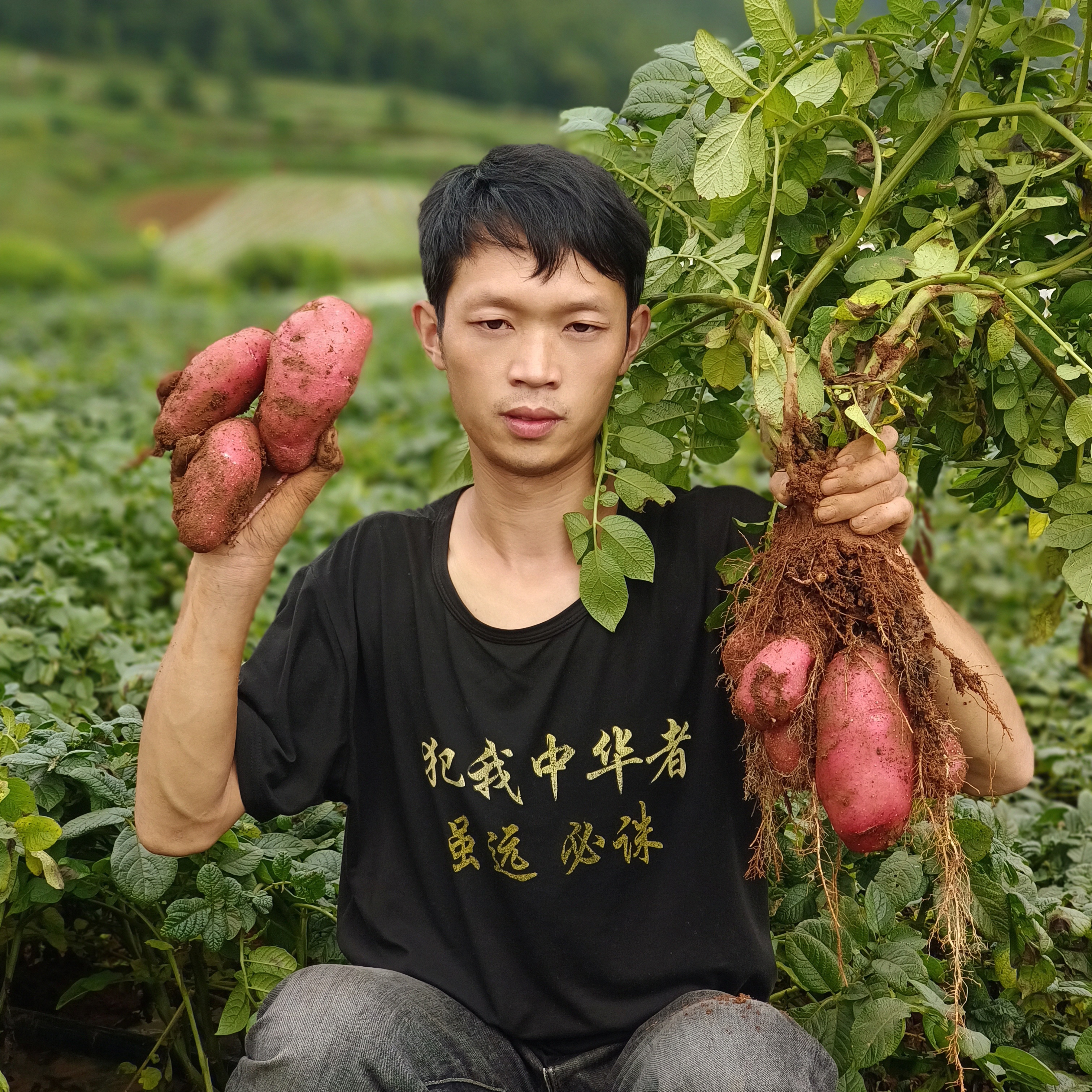 贵州威宁高山高海拔红皮土豆露天种植洋芋自然成熟马铃薯现挖现发