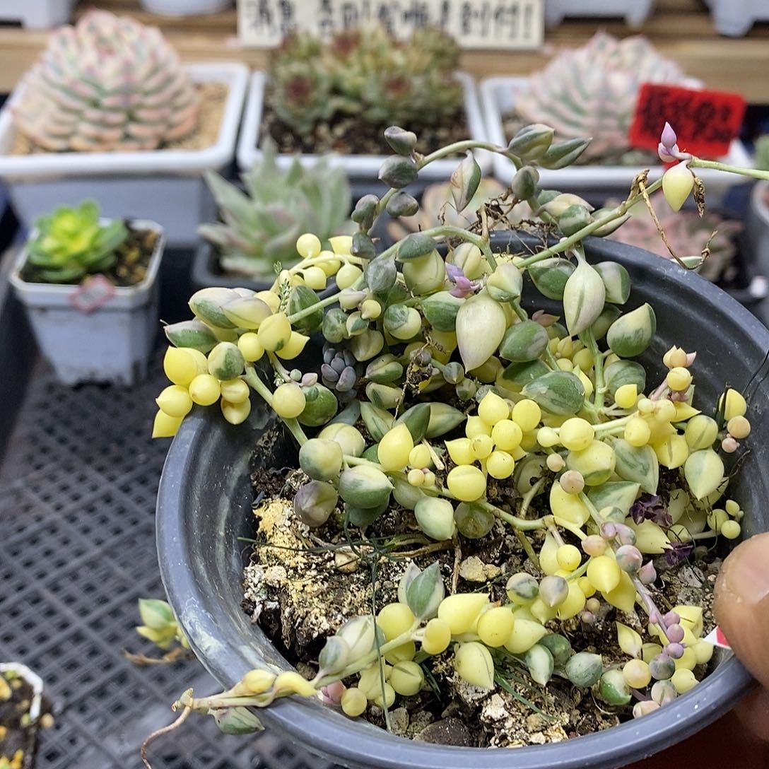 1223 佛珠锦多肉