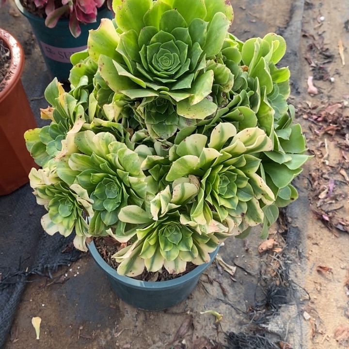 五彩琉璃9多肉植物法师法师