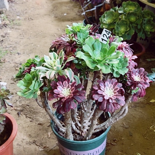 124绿羊绒嫁接老桩