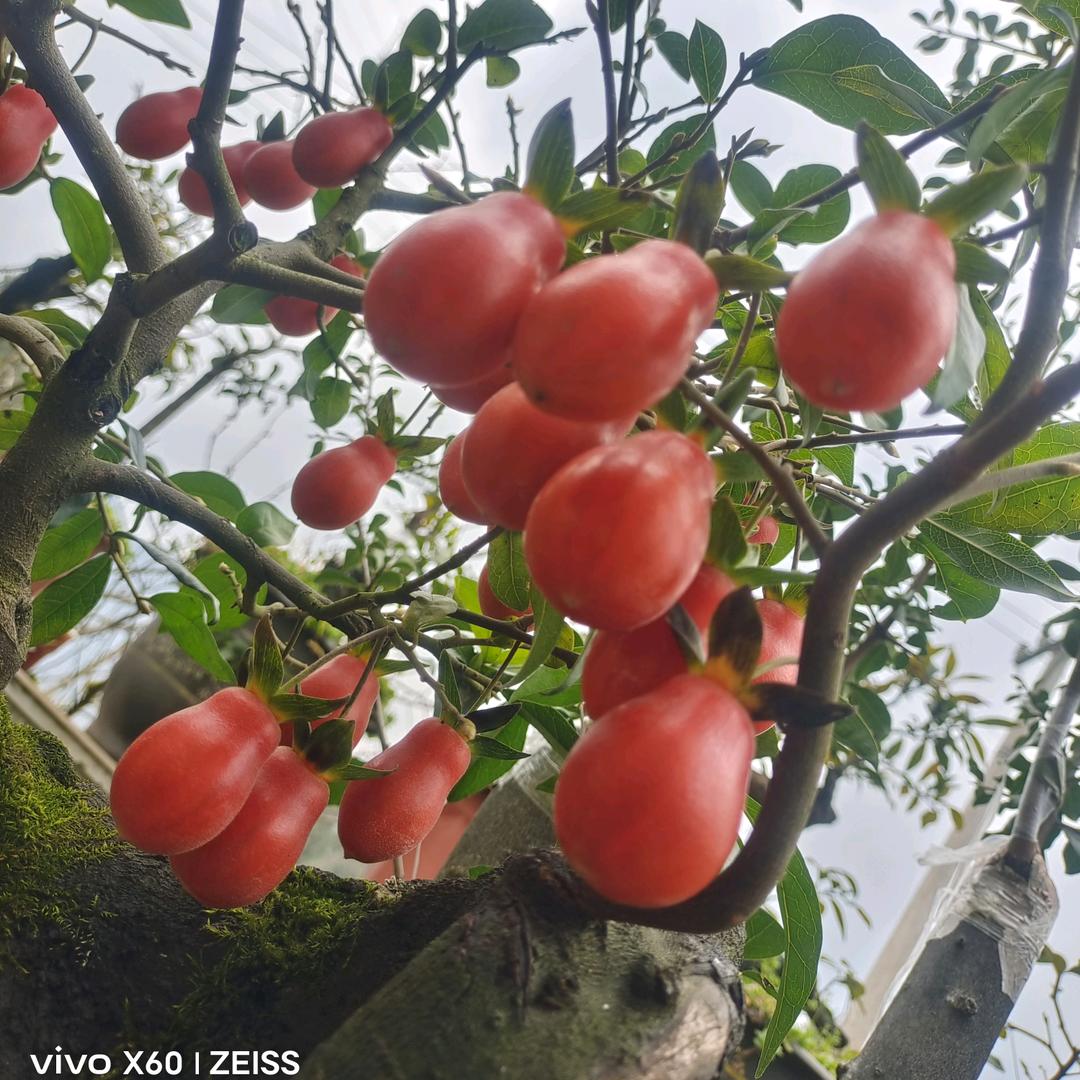 金弹子盆景链接，一物一拍