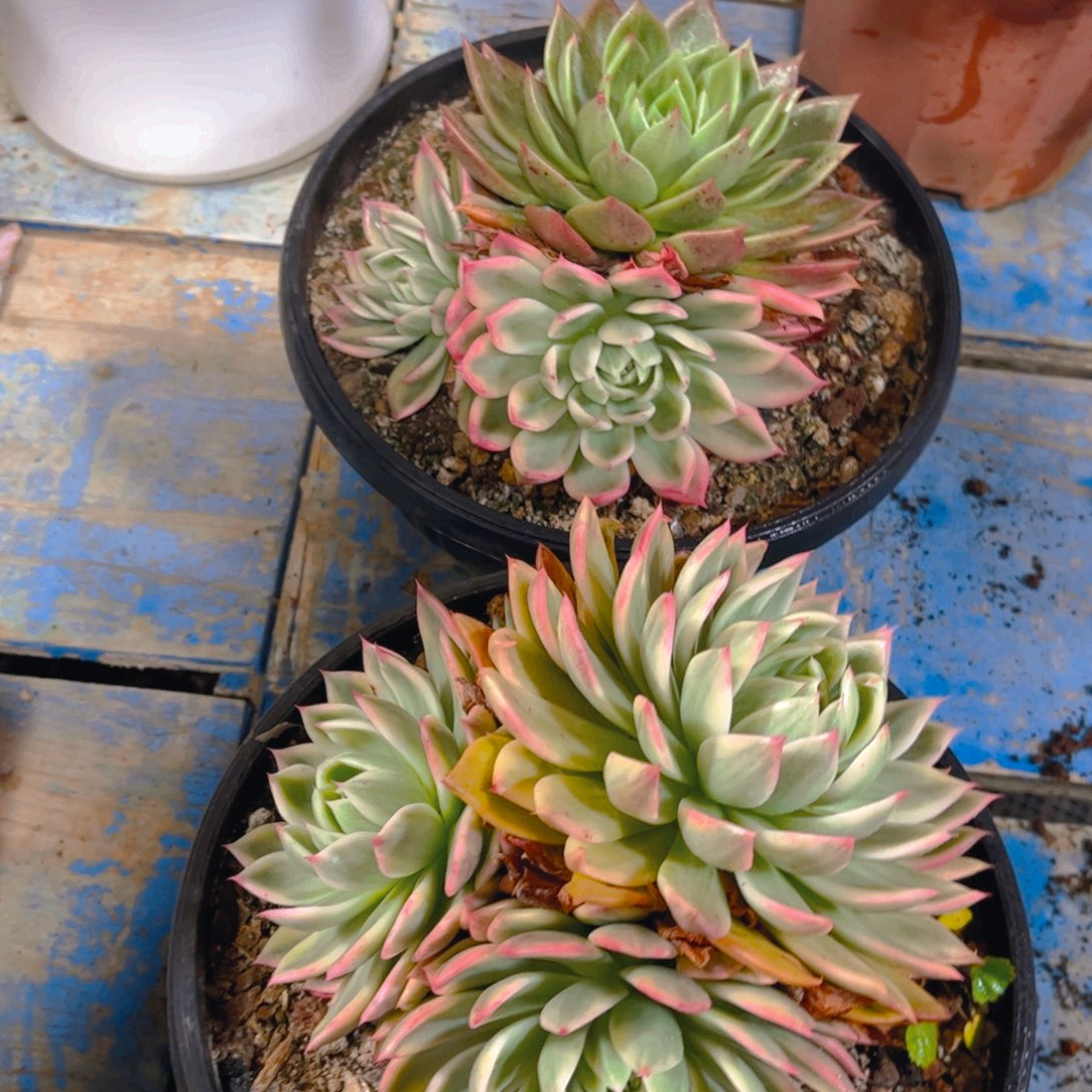 森***＊多肉植物保护研究所所长