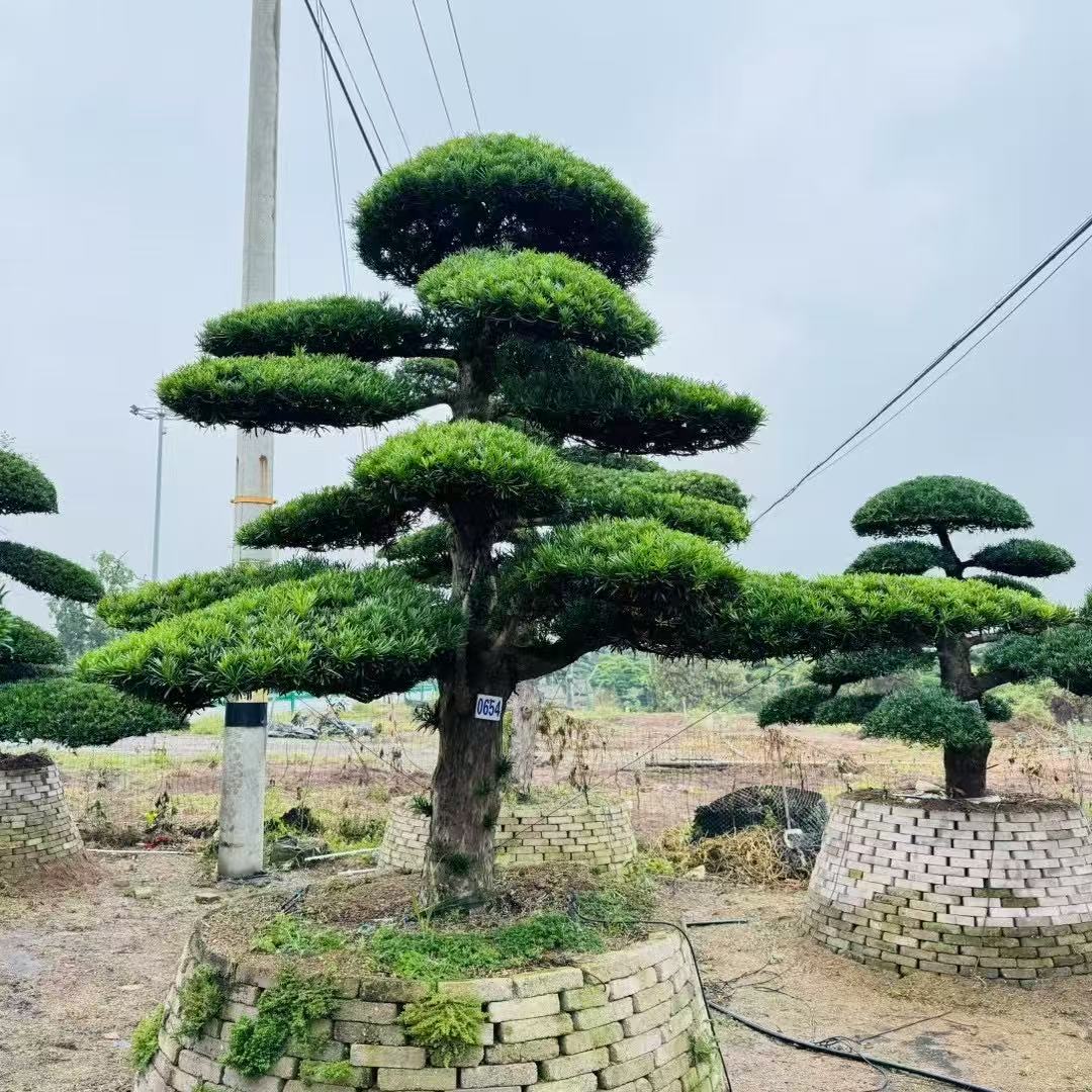 罗汉松地景盆栽小叶雀舌罗汉松四季常青别墅绿植庭院罗汉松盆景