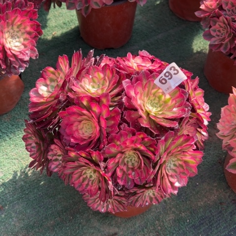 用****7693铜壶锦朵朵多肉，